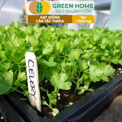 Hạt Giống Cần Tây Thera GreenHome, Gói 5g~700 hạt, Chịu Nhiệt Tốt, Năng Suất Cao, Nảy Mầm Đều G17