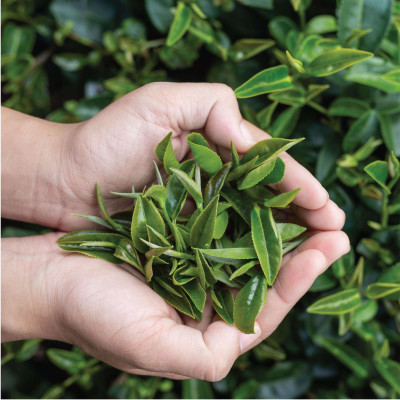 Trà Đen Cầu Đất DalatFarm - Túi 250Gr (Hồng Trà - Black Tea nguyên liệu pha chế trà sữa trà đào)