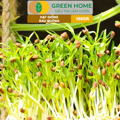 Hạt Giống Rau Muống GreenHome, GÓI 100GR, Dễ Trồng, Nảy Mầm Cao, Thu Hoạch, Năng Suất Cao R28