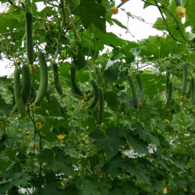 Hạt giống Mướp hương F1 giống khỏe trái sai VTP37