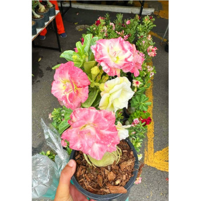 Hạt giống hoa sứ Thái Lan cánh tiên nhiều tầng ghép 3 màu đỏ cam vàng - Bịch 10 hạt – Mã số 2090