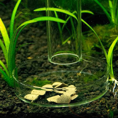 Chén thủy tinh cho tép ăn hạn chế thức ăn dư thừa bể cá tép thủy sinh