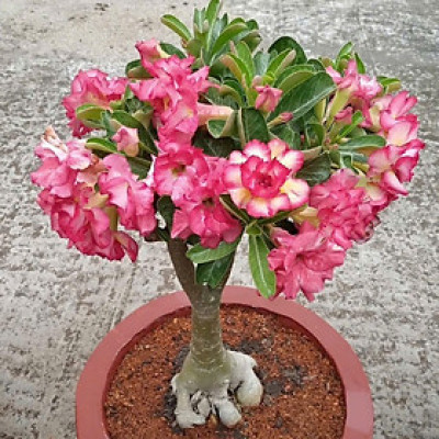 Hạt giống hoa sứ kép Thái Lan - Bịch 10 hạt – Mã số 1604